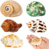 5PCS Hermit Crab Shells, Natural Sea Conch Size 2.1" - 2.8" for Hermit Crab Supplies and Beach Decoration