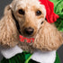 Balacoo Pet Collar and Leash Combo with Jingle Bell Dog Collar and Pulling Leash Rope Strap for Outdoor Use