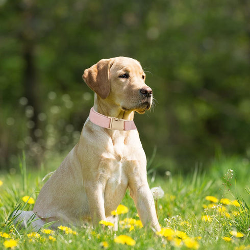 Soft Adjustable Dog Collar with Metal Buckle, Durable Comfort Cotton Corduroy for Large Medium Small Dogs, Light Pink