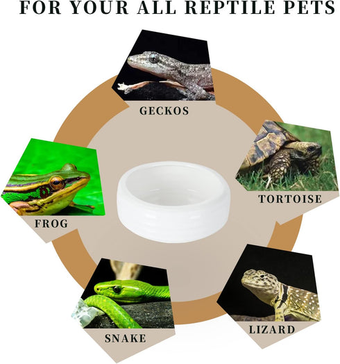 Ceramic Round Reptile Food Bowls - 2-Pack Pet Food Dish for Lizards and Young Bearded Dragons