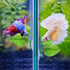 Boao 4 Pieces Betta Leaf Hammock, Betta Fish Pad for Tank Aquarium Spawning Grounds Breeding Resting Bed