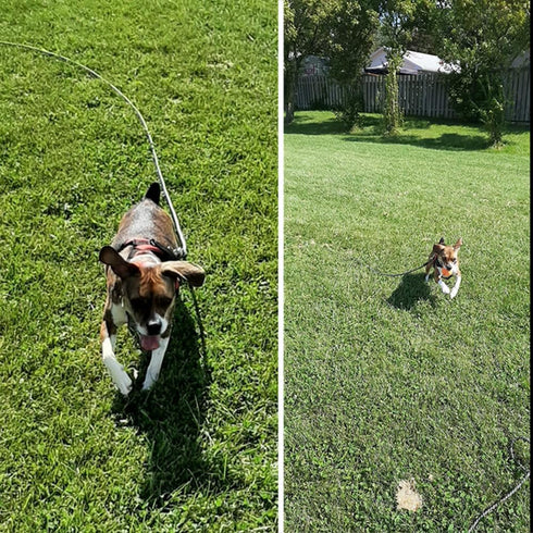 Check Cord Dog Tie Out Long Rope Leash for Training, 15FT 20FT 26FT 40FT 60FT 75FT for Large Medium Small Dogs