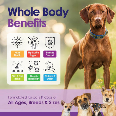 22 1 3 Immune 60 Dog Multivitamin Chewable - in Dog Vitamins and Supplements with Green Lipped Mussel & Omega