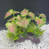 Smoothedo-Pets Aquarium Plants, 2pcs Plastic Artificial Fish Tank Decorations (Rainforest Leaf-Pink-Small-Set)