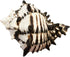 Florida Shells and Gifts Inc. Black Murex Shell Seashell (4"-5") Beach Decor Crafts Air Plants XL Hermit