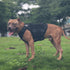 ICEFANG GN3 Tactical Dog Harness, M (25"-31" Girth), 6X Buckle, Molle Vest with Handle, No Pull Front Clip