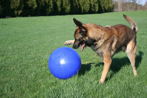 Jolly Pets 14 Inch Push-n-Play Ball Dog Toy - Extra-Large Blue Toy for All Breed Sizes