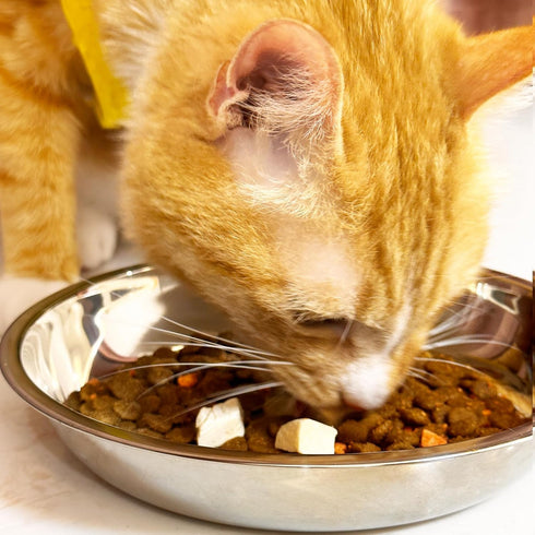 Stainless Steel Shallow Cat Food Bowls, Wide Cat Dish, Puppy Bowls, Elevated Stands, 4 Pcs