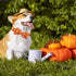 Elegant little tail Halloween Dog Collar, Fall Orange Pumpkin Adjustable Bow Collar for Small Dogs