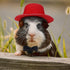 8 Pieces Guinea Pig Clothes, 4 Sets Bow Ties, Pet Hats, Kawaii Black Hat Outfit for Hamster, Ferret, Cat, Puppy