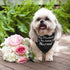 Wedding Dog Bandanas, My Humans are Getting Married, Dog Engagement Wedding Party Photo Prop Bandana, Small