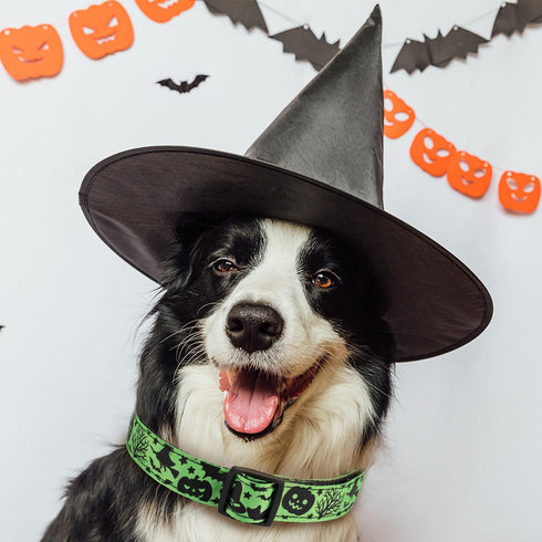 Halloween Dog Collar, Soft Comfy Collar with Spooky Ghost Skull Bat Cat Witch Tree Hat Pumpkin Pattern for Small Medium