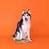 Fringe Studio Durable Plush Dog Toy, CATCH of The DAY, Wagsdale Collection (729055)