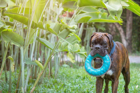 SuperChewy Tough Floating Dog Water Toy, Strong Natural Rubber, Durable Fetch Toy for Non-Aggressive Chewers
