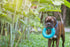SuperChewy Tough Floating Dog Water Toy, Strong Natural Rubber, Durable Fetch Toy for Non-Aggressive Chewers