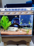 Acrylic Fish Breeding Box, Isolation Box for Aquarium, Hatchery Incubator with Suction Cups for Baby Fishes