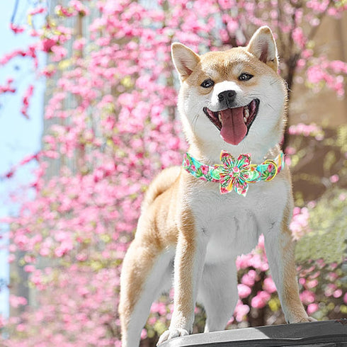 Dog Collar Pink Flowers Print, Cute Girl Collar with Flower Adjustable Metal Buckle Gift for Large Dogs