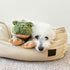 Animated Plush Frog Toy for Dogs - Tall Tails Moving Dog Toy