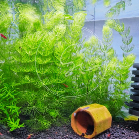 Swimming (2 Creatures Live Aquarium Plants Large Bunch Hornwort)