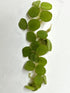 TMD Fishkeeping 24 Water Spangles (Salvinia Minima), Live Aquarium/Aquatic/Floating/Pond/Beginner Plant NO Snail by
