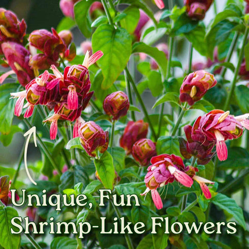Bushy Shrimp Plants - Ideal Aquatic Companion for Your Aquarium