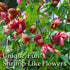 Bushy Shrimp Plants - Ideal Aquatic Companion for Your Aquarium