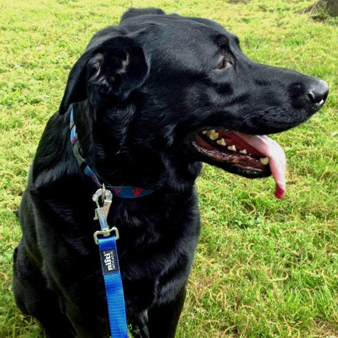 Heavy Duty 6 Foot Dog Leash with Secure Patented SafeLatch Clasp and Built-in Magnet for Large and Medium Dogs