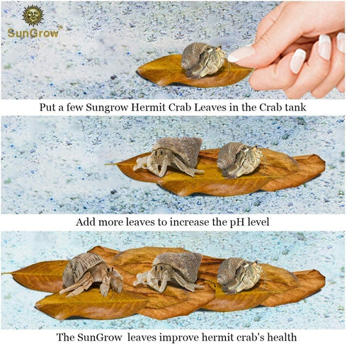 SunGrow 10 Pack Large Hermit Crab Catappa Indian Almond Leaves, 7-9 inches Long