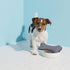 E-Cloth Pet Bowl Scrubber - Bone-Shaped Cleaning Scrubber, Reusable, 100 Wash Guarantee, 2 Pack