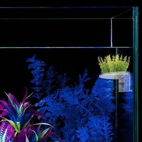 2Pack Aquarium Shelf, Transparent Acrylic Ledge Plants Holder with Strong Suction Cups for Fish Tank Decorations