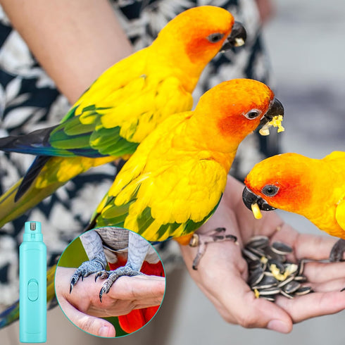 2 Trimmer Finches Lasnten Pcs Bird Nail Grinder with Clipper Bird Nail File Pet Grooming Tool for Parrot Budgerigars