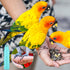 2 Trimmer Finches Lasnten Pcs Bird Nail Grinder with Clipper Bird Nail File Pet Grooming Tool for Parrot Budgerigars