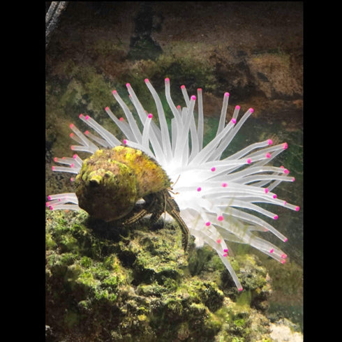 Mallofusa Artificial Sea Anemone – Silicone Fish Tank Decoration Ornament (White)