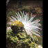 Mallofusa Artificial Sea Anemone – Silicone Fish Tank Decoration Ornament (White)