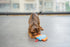 5, Interactive Catnip Cat Plush Toy, Space Travel Theme, for All Breed Size Cats (Spacecraft)