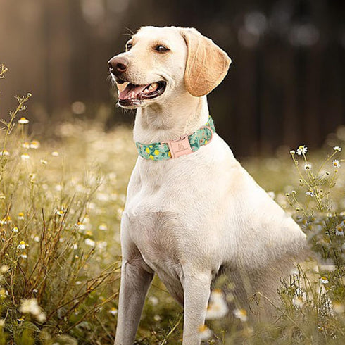 Lionheart Glory Premium Floral Dog Collar, Adjustable Soft Collars for X-Small Small Medium Large Dogs
