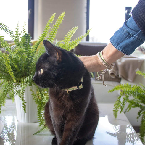 Pettsie Kitten Collar Breakaway with Matching Bracelet, Adjustable 5"-8", Green Gift Box