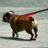 Funny Dog Leash Sleeve No Dogs! I Don't Like Them, Dog Leash Wrap Sleeve Gift