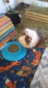 Tip-Proof Bowl for Small Pets - Sky Blue - Large 3/4 Cup Size for Guinea Pigs and More