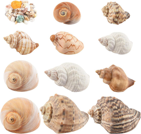11PCS Hermit Crab Shells, Natural Sea Conch Size 1.5"-3.5" for Small to Medium Crabs