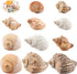 11PCS Hermit Crab Shells, Natural Sea Conch Size 1.5"-3.5" for Small to Medium Crabs