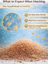 Generic (0.7oz) Premium Brine Shrimp Eggs High Hatch Rate Artemia Cysts for Fish Fry, Reef & Aquarium Fish Clean