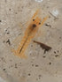 Bugs and More Store 1 Live Pet Orange Dwarf Crayfish Lobster, Cambarellus patzcuarensis, Freshwater, Mexican Orange