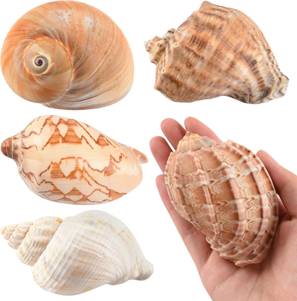 Hermit Crab Shells - Large 6pcs Natural Conch Shells (Size 2.8" - 3.8") for Habitat and Decorations