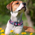 Maca Bates Designer Flower Dog Collar, Cute Spring Collars for Small Medium Large Puppies, Birthday Gift