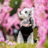 Elegant Little Tail Dog Collar, Pink Floral Print Durable Cotton Collar for X-Large Dogs with Metal Buckle