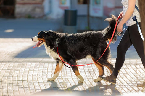 TwoEar 5FT 1IN Strong Red Dog Leash with 2 Padded Handles, Traffic Handle for Extra Control, Reflective Walking Lead.