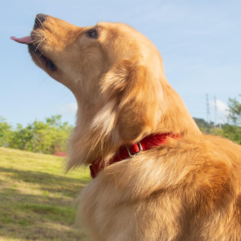 Hyhug Dog Collar for Large Dogs - Heavy Duty Red, Quick Release Nylon Buckle, Adjustable & Durable
