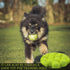 Swingers Tennis Balls,Training Exercise Balls for Pet Dog, High Elasticity Practice Tennis Balls for Beginner