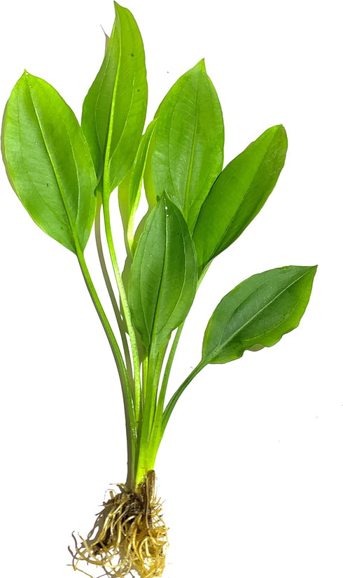 3X Marcus Fish Tanks - Amazon Sword Echinodorus Bleheri Easy Live Aquarium Plants for Aquatic Freshwater Fish Tank